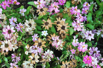 The flowers are withered