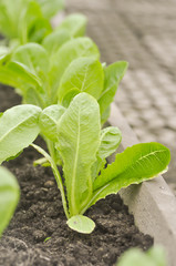 cos lettuce in the vegetable garden