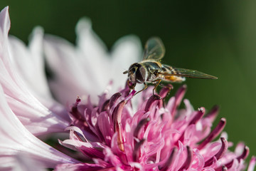 Bee on a pink flower