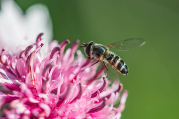 Bee on a pink flower