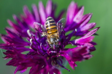 Bee on a violet flower