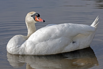 Close-up of Mute Swan (Cygnus olor)
