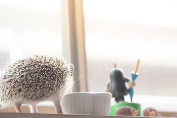 Life of cute hedgehog
