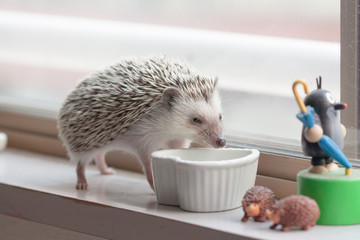 Life of cute hedgehog © hedge1