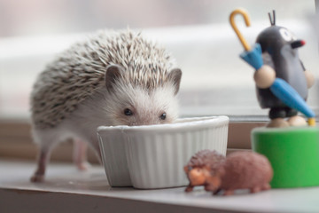 Life of cute hedgehog