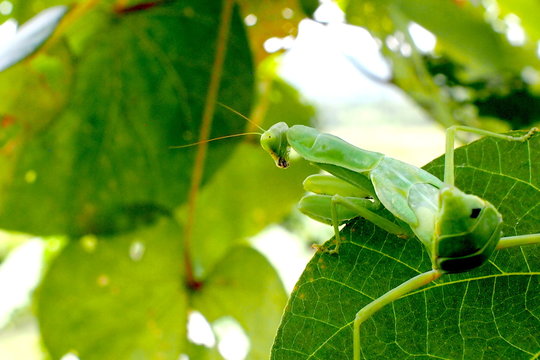 grasshoppers / OLYMPUS DIGITAL CAMERA