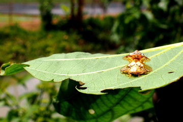gold insect / OLYMPUS DIGITAL CAMERA