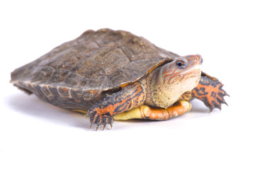 Ornate wood turtle, Rhinoclemmys pulcherrima manni