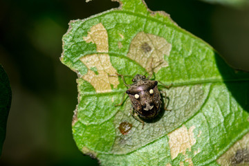 Man-faced bug