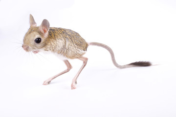 greater Egyptian jerboa, Jaculus orientalis