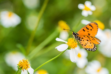 Closeup butterfly on white flower