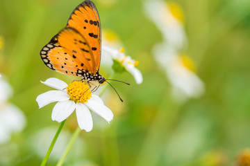 Closeup butterfly on white flower
