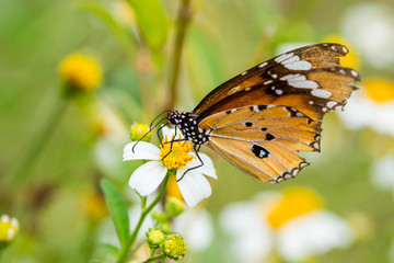 Closeup butterfly on white flower