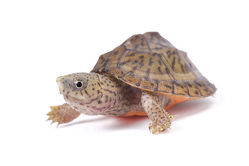  razor-backed musk turtle ,Sternotherus carinatus