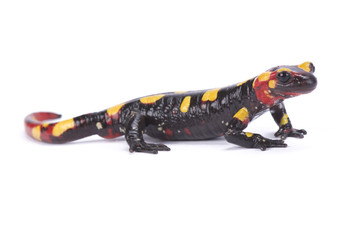 Obraz premium Rif mountain fire salamander,Salamandra algira splendens
