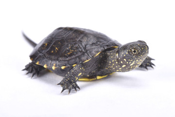 European pond turtle,Emys orbicularis