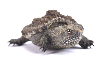 Common snapping turtle, Chelydra serpentina