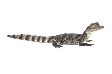 Naklejka premium Spectacled caiman (Caiman crocodilus)