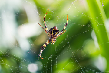 Spider on spider web