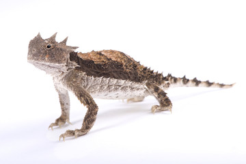 Fototapeta premium Giant horned lizard, Phrynosoma asio