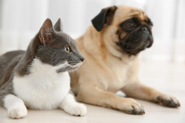 Adorable pug and cute cat lying together on floor