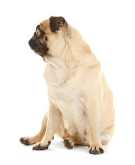 Obraz premium Adorable pug dog isolated on white