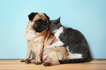 Adorable pug and cute cat sitting together on floor