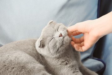 Owner stroking cute cat at home, closeup