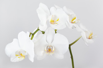 Fototapeta na wymiar The branch of white orchid