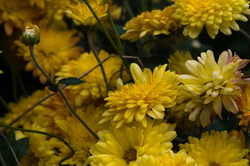 Bright colored chrysanthemum flowers as a background