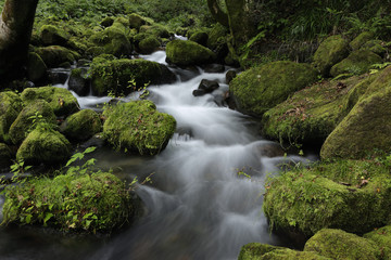 Mountain stream / The mountain stream which flows in a quiet forest