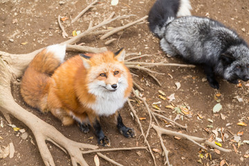 Adorable red fox