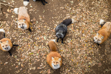 Red fox waiting for food