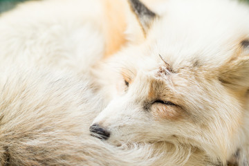 Fox sleeping close up
