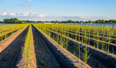 Young budding asparagus plants after the Dutch harvest season