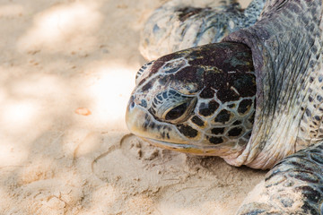 close up green turtle on beach