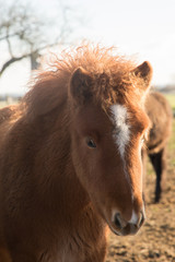 Obraz premium Pferdeportrait Islandfohlen mit Winterfell