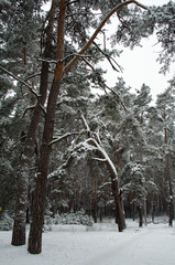 Patterns of winter forest trees