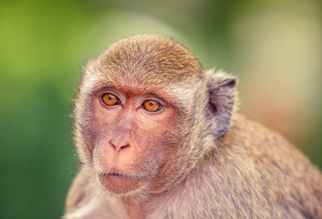 Portrait of Monkey head shot looking away.
