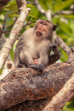 Monkey sitting on tree and using feet to scratch his body.