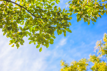 爽やかな青空とクスノキ