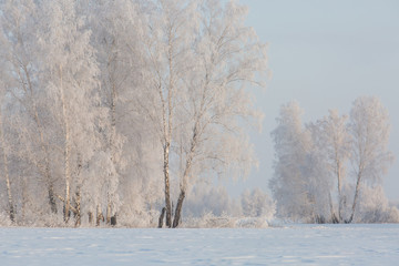 Winter beautiful landscape with birches covered with hoarfrost
