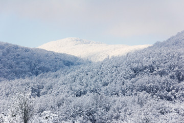 winter landscape. forest hills covered with snow, shallow depth of field