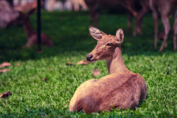A deer sitting in the green field.