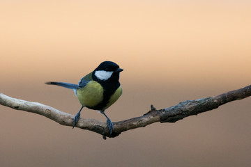 small,bird,landscape
