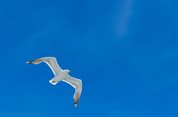 eine weiße Möwe gleitet / fliegt am blauen Himmel entlang - Nahaufnahme 