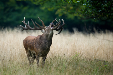  A red deer stag bellowing
