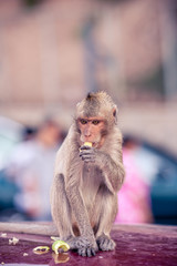 Street monkey eating fruits and vegetable.