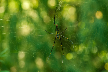 A Spider hanging on web with nice green bokeh background.