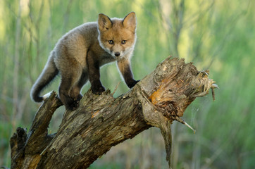 Juvenile Redfox standing on Dead Log